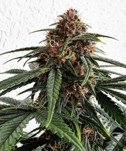 Banana Purple Punch Auto Fem Esrar Tohumu (Fast Buds)