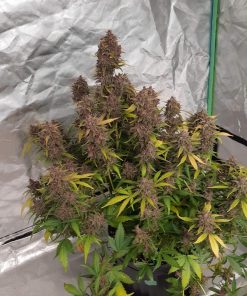 Banana Purple Punch Auto Fem Esrar Tohumu (Fast Buds)