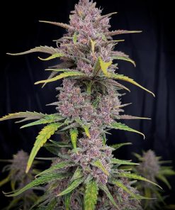 Banana Purple Punch Auto Fem Esrar Tohumu (Fast Buds)