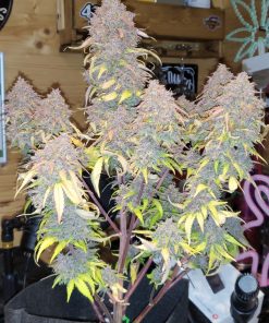 Banana Purple Punch Auto Fem Esrar Tohumu (Fast Buds)
