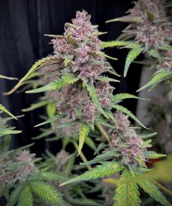 Banana Purple Punch Auto Fem Esrar Tohumu (Fast Buds)