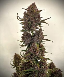 Banana Purple Punch Auto Fem Esrar Tohumu (Fast Buds)