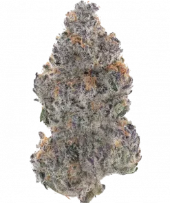 Banana Purple Punch Auto RF3, muzlu tatları ve rahatlatıcı etkisiyle bilinen Indica dominant bir türdür. Yüksek verim için genetik yapısını keşfedin ve hemen görüntüleyin.