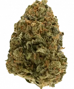 Baps, yakıtımsı ve meyvemsi aromaları ile dikkat çeken dengeli bir hibrit türdür. Zihinsel netlik ve fiziksel rahatlama sağlar. Baps'ı keşfedin.