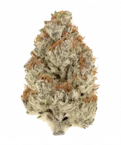 Bay Burger, limon ve çam aromalı, yüksek THC'li Indica dominant bir türdür. Kısa sürede hasat ve güçlü etkileriyle öne çıkar. Özelliklerini keşfedin.