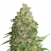 BCN Critical XXL Auto Fem Esrar Tohumu (Seedstockers)