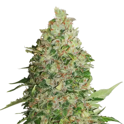 BCN Critical XXL Auto Fem Esrar Tohumu (Seedstockers)