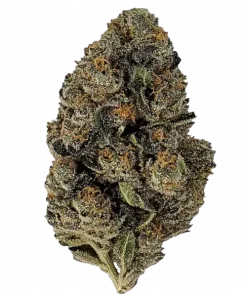 Bernie HannaButter, yakıtımsı aroması ve THC oranıyla öne çıkan dengeli bir hibrit türdür. Güçlü etkilerini ve genetik yapısını keşfetmek için hemen görüntüleyin.