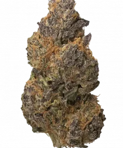 Berried in Detroit, tatlı orman meyvesi aroması ve yüksek THC içeriğiyle bilinen Indica baskın bir türdür. Eşsiz genetik yapısını ve potansiyel faydalarını keşfedin.