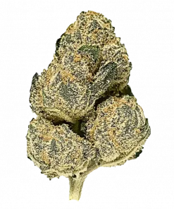 Berry Bliss, yoğun orman meyvesi aroması ve yüksek THC içeriğiyle bilinen bir hibrit türdür. Grape Pie x GMO Cookies genetiğini keşfedin ve etkilerini görüntüleyin.