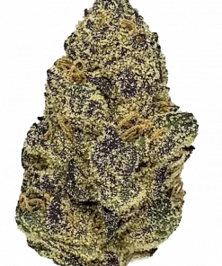 Berry OG, tatlı orman meyveleri aroması ve dengeli genetiği ile öne çıkan bir hibrit türdür. Yaratıcılığı artıran ve rahatlatan bu türü keşfedin.