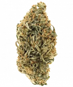 Big Bazooka, kimyasal limon aroması notaları ve rahatlatıcı etkisiyle bilinen indica dominant bir türdür. Yüksek verim potansiyelini keşfedin ve detayları görüntüleyin.