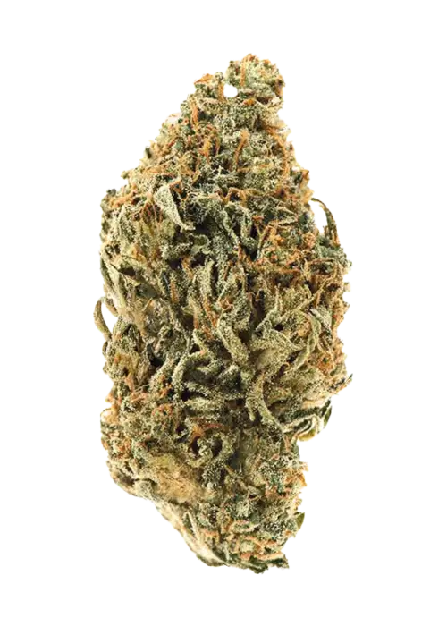 Big Bazooka, kimyasal limon aroması notaları ve rahatlatıcı etkisiyle bilinen indica dominant bir türdür. Yüksek verim potansiyelini keşfedin ve detayları görüntüleyin.