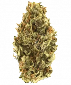 Big Berry Bliss, tatlı böğürtlen aromaları ve dengeli etkisiyle öne çıkan indica dominant bir türdür. Stres ve kaygı için ideal. Özelliklerini keşfedin.
