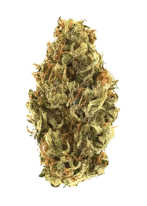 Big Berry Bliss, tatlı böğürtlen aromaları ve dengeli etkisiyle öne çıkan indica dominant bir türdür. Stres ve kaygı için ideal. Özelliklerini keşfedin.