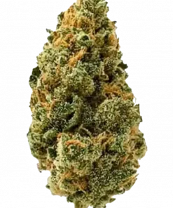 Big Bud, tatlı ve baharatlı aromasıyla bilinen, yüksek verimli bir indica türüdür. Güçlü etkileri ve genetik yapısını keşfedin ve deneyimleyin.