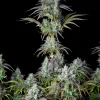 Big Bud Auto Fem Esrar Tohumu (Fast Buds)