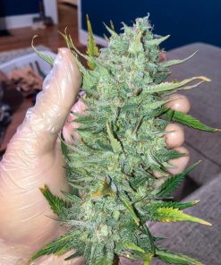 Big Bud Auto Fem Esrar Tohumu (Fast Buds)