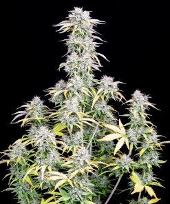 Big Bud Auto Fem Esrar Tohumu (Fast Buds)