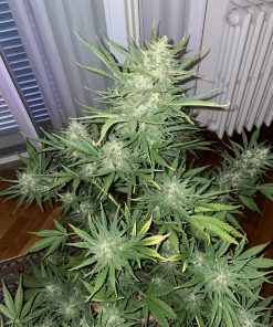 Big Bud Auto Fem Esrar Tohumu (Fast Buds)
