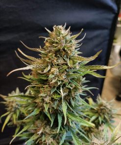 Big Bud Auto Fem Esrar Tohumu (Fast Buds)