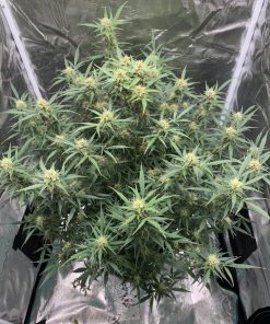 Big Bud Auto Fem Esrar Tohumu (Fast Buds)