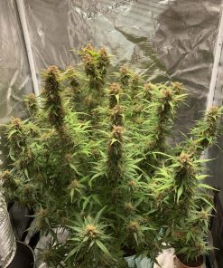 Big Bud Auto Fem Esrar Tohumu (Fast Buds)