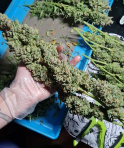 Big Bud Auto Fem Esrar Tohumu (Fast Buds)