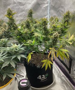 Big Bud Auto Fem Esrar Tohumu (Fast Buds)
