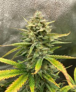 Big Bud Auto Fem Esrar Tohumu (Fast Buds)