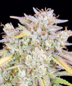 Big Bud Auto Fem Esrar Tohumu (Fast Buds)