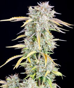 Big Bud Auto Fem Esrar Tohumu (Fast Buds)