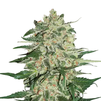 Big Bud Auto Fem Esrar Tohumu (Seedstockers)
