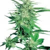 Big Bud Feminized Esrar Tohumu (Sensi Seeds)