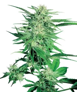 Big Bud Feminized Esrar Tohumu (Sensi Seeds)