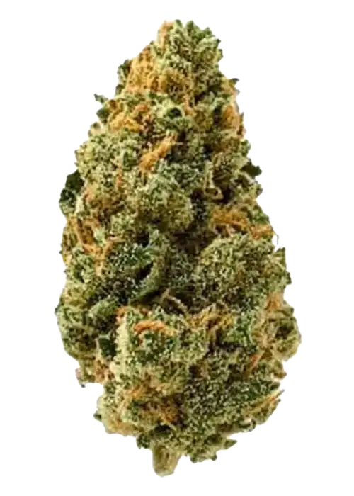 Big Bud, tatlı ve baharatlı aromasıyla bilinen, yüksek verimli bir indica türüdür. Güçlü etkileri ve genetik yapısını keşfedin ve deneyimleyin.