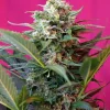 Big Devil XL Auto Fem Esrar Tohumu (Sweet Seeds)