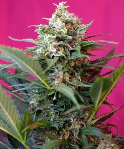 Big Devil XL Auto Fem Esrar Tohumu (Sweet Seeds)
