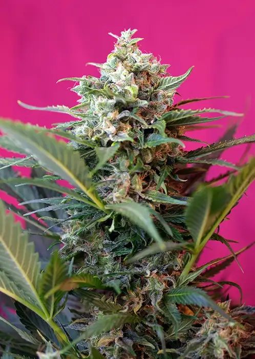 Big Devil XL Auto Fem Esrar Tohumu (Sweet Seeds)