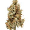 Big Pine, çam aromalı ve yüksek THC'li Indica dominant bir türdür. Uykusuzluk ve stresi azaltıcı etkileriyle öne çıkar. Genetik yapısını keşfedin.