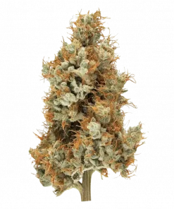 Big Pine, çam aromalı ve yüksek THC'li Indica dominant bir türdür. Uykusuzluk ve stresi azaltıcı etkileriyle öne çıkar. Genetik yapısını keşfedin.