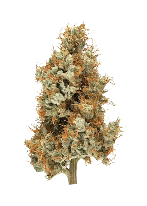 Big Pine, çam aromalı ve yüksek THC'li Indica dominant bir türdür. Uykusuzluk ve stresi azaltıcı etkileriyle öne çıkar. Genetik yapısını keşfedin.