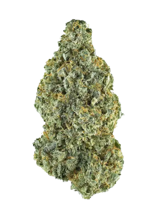 Big Tooth, odunsu ve baharatlı aromalarıyla öne çıkan Indica baskın bir türdür. Depresyon ve stres için idealdir. Genetik yapısını keşfedin ve etkilerini görüntüleyin.