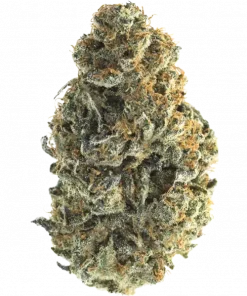 Bigfoot Glue, tatlı meyvemsi aroması ve yüksek THC içeriğiyle öne çıkan sativa baskın bir türdür. Enerjik etkilerini ve genetik yapısını keşfedin.