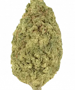 Biker Kush, yakıtımsı aroması ve yüksek THC içeriğiyle bilinen Indica dominant bir türdür. Uyku sorunları için ideal. Genetik yapısını keşfedin.