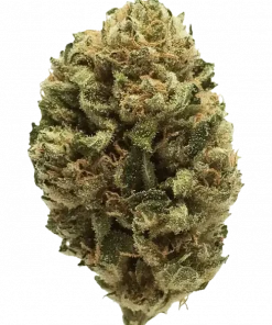 Billy Kimber, yakıtımsı ve toprak notalarıyla öne çıkan indica baskın bir türdür. Yüksek THC içeriğiyle rahatlatıcı etkilerini keşfedin ve genetik yapısını görüntüleyin.