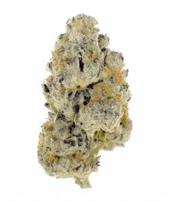 Billy Ocean, böğürtlen aromaları ve yüksek THC içeriğiyle bilinen Sativa baskın bir türdür. Enerji veren etkilerini keşfedin ve genetik yapısını görüntüleyin.