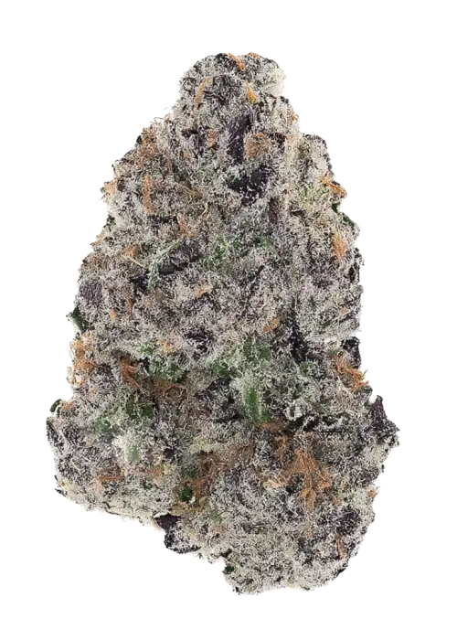 Bingo!, tatlı aromaları ve rahatlatıcı etkileriyle öne çıkan Indica baskın bir türdür. Nadir genetik yapısını keşfedin ve eşsiz özelliklerini görüntüleyin.