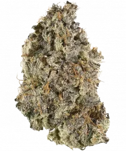 Bio Hazard, tatlı ve sert aromasıyla bilinen dengeli bir hibrit türdür. 'e varan THC içeriğiyle öne çıkar. Bu eşsiz türü keşfedin.