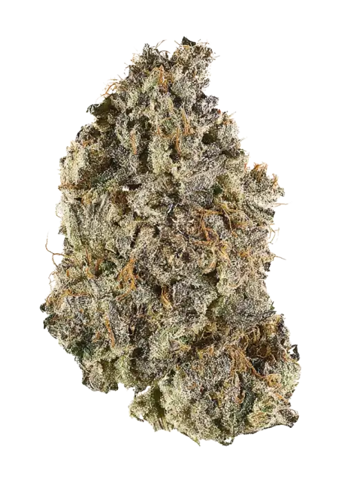 Bio Hazard, tatlı ve sert aromasıyla bilinen dengeli bir hibrit türdür. 'e varan THC içeriğiyle öne çıkar. Bu eşsiz türü keşfedin.